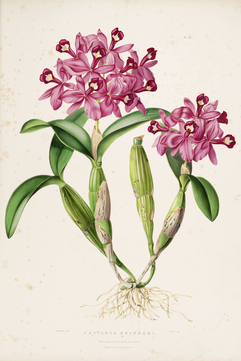 Illustrasjon av Cattleya skinneri (eller Guarianthe skinneri) av Miss Drake