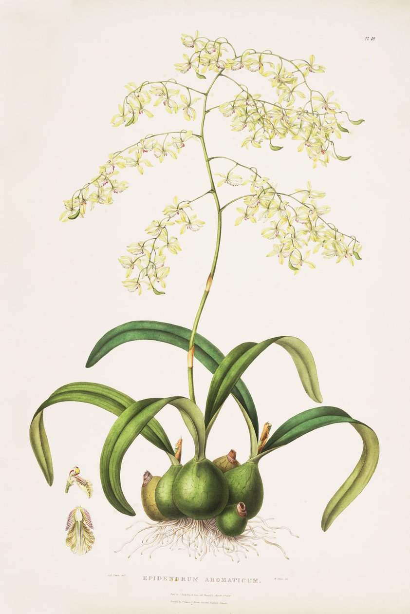 Illustrasjon av Encyclia (som syn. Epidendrum aromaticum) av Miss Drake