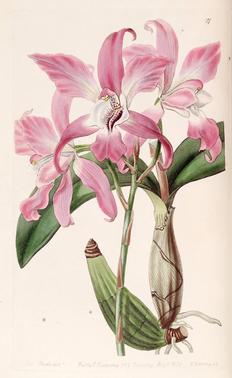 Laelia autumnalis av Miss Drake