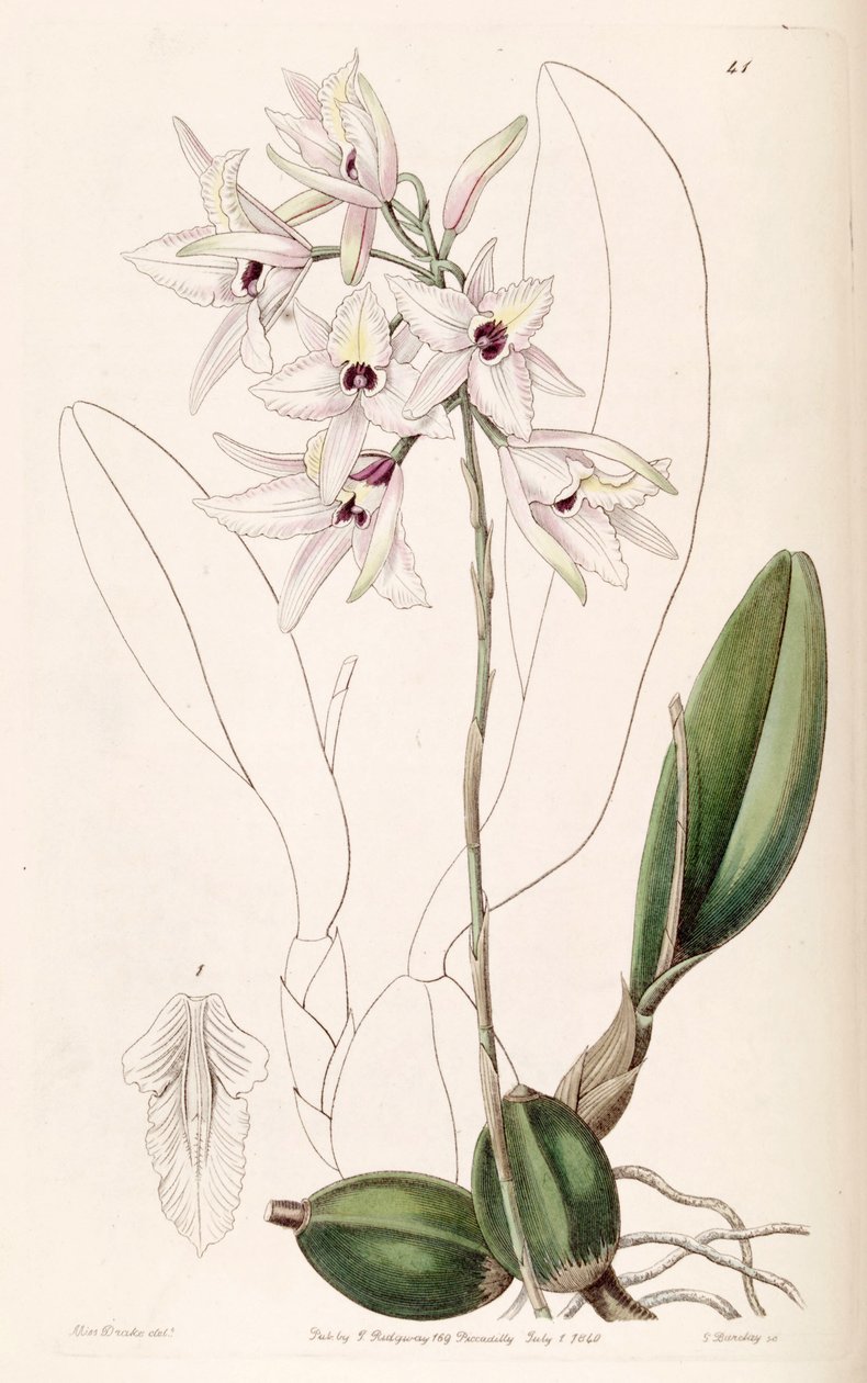 Laelia rubescens av Miss Drake