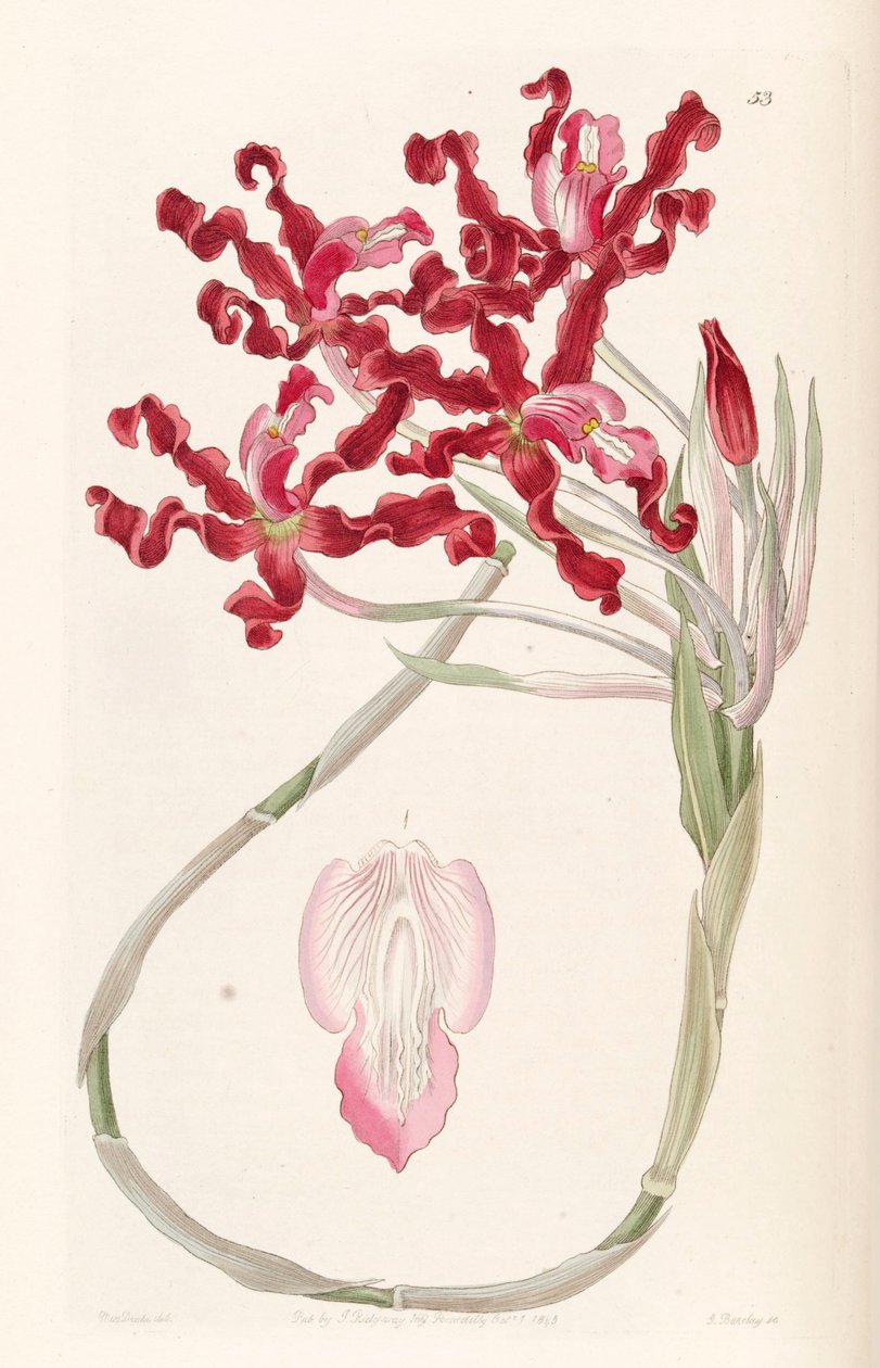 Laelia undulata (som syn. Schomburgkia undulata) av Miss Drake