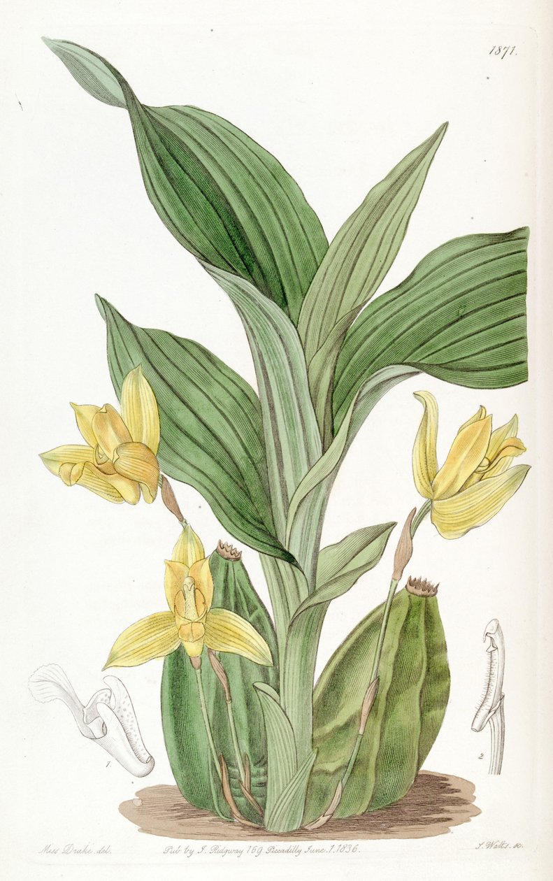 Aromatic Lycaste (som syn. Maxillaria aromatica) av Miss Drake