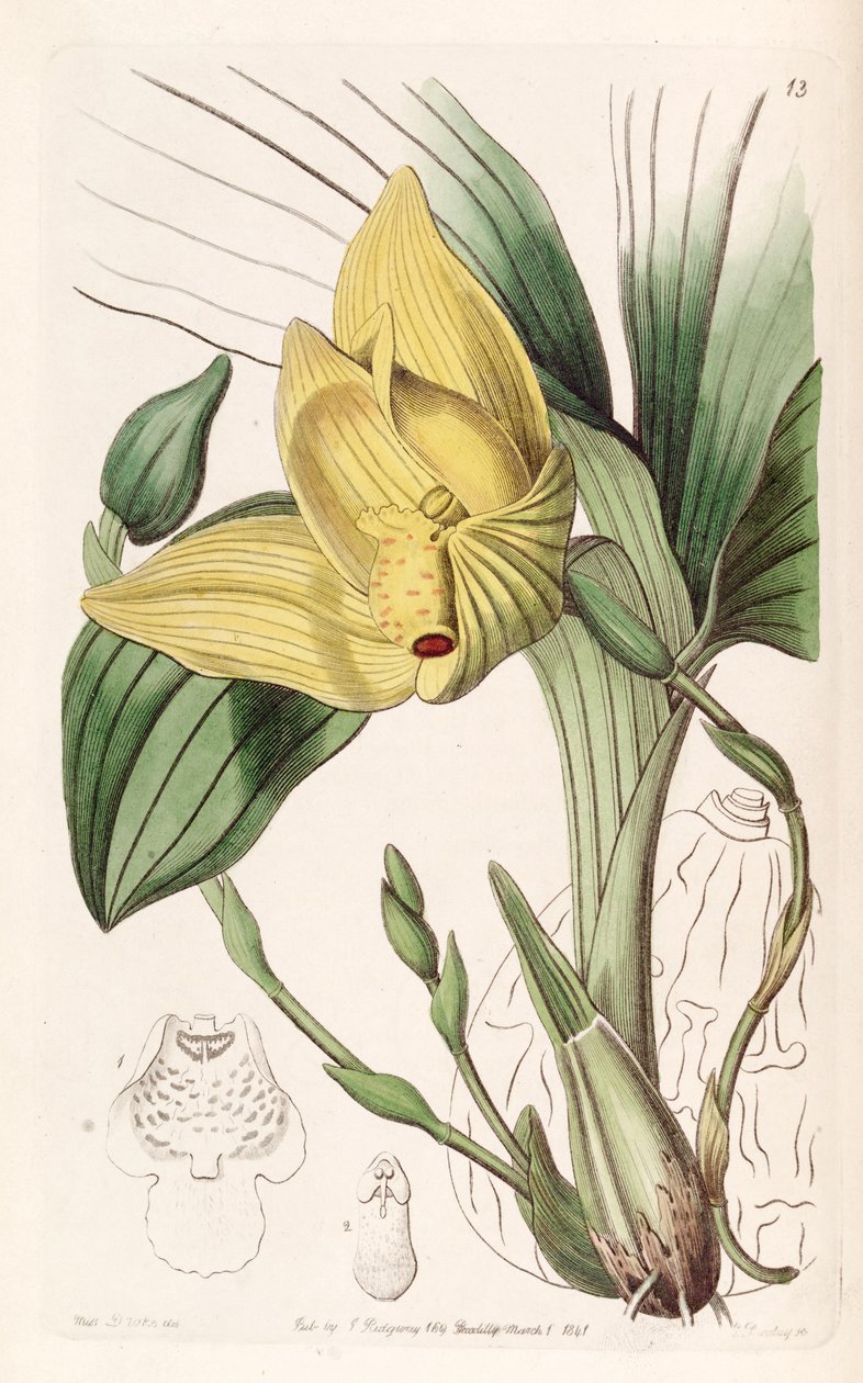 Lycaste cruenta (som syn. Maxillaria cruenta) av Miss Drake
