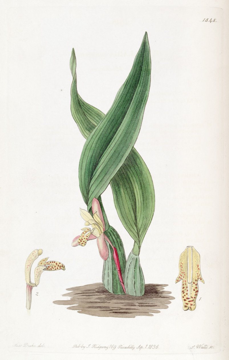 Maxillaria rufescens av Miss Drake