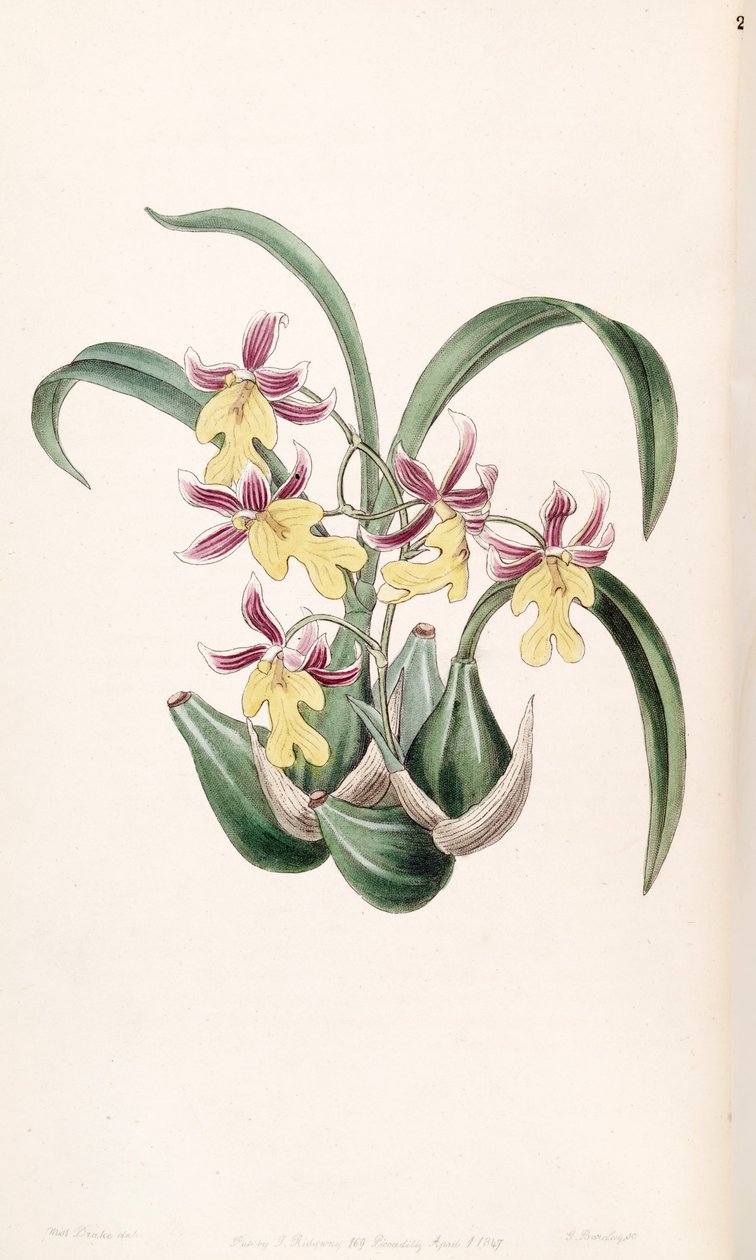 Mexicoa ghiesbreghtiana (som syn. Odontoglossum warneri var. Purpuratum) av Miss Drake