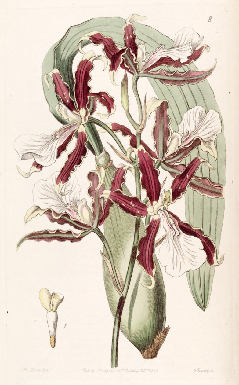 Miltonia cuneata av Miss Drake