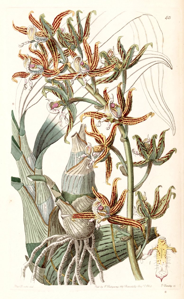 Mormodes lineata (som Mormodes lineatum) av Miss Drake