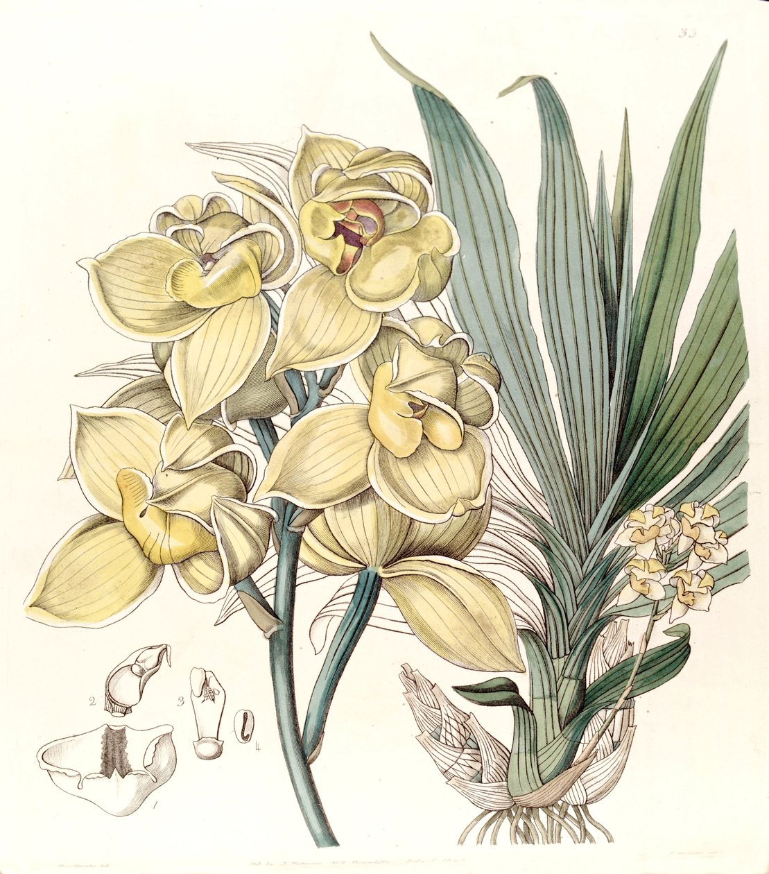 Mormodes luxata (som Mormodes luxatum) av Miss Drake