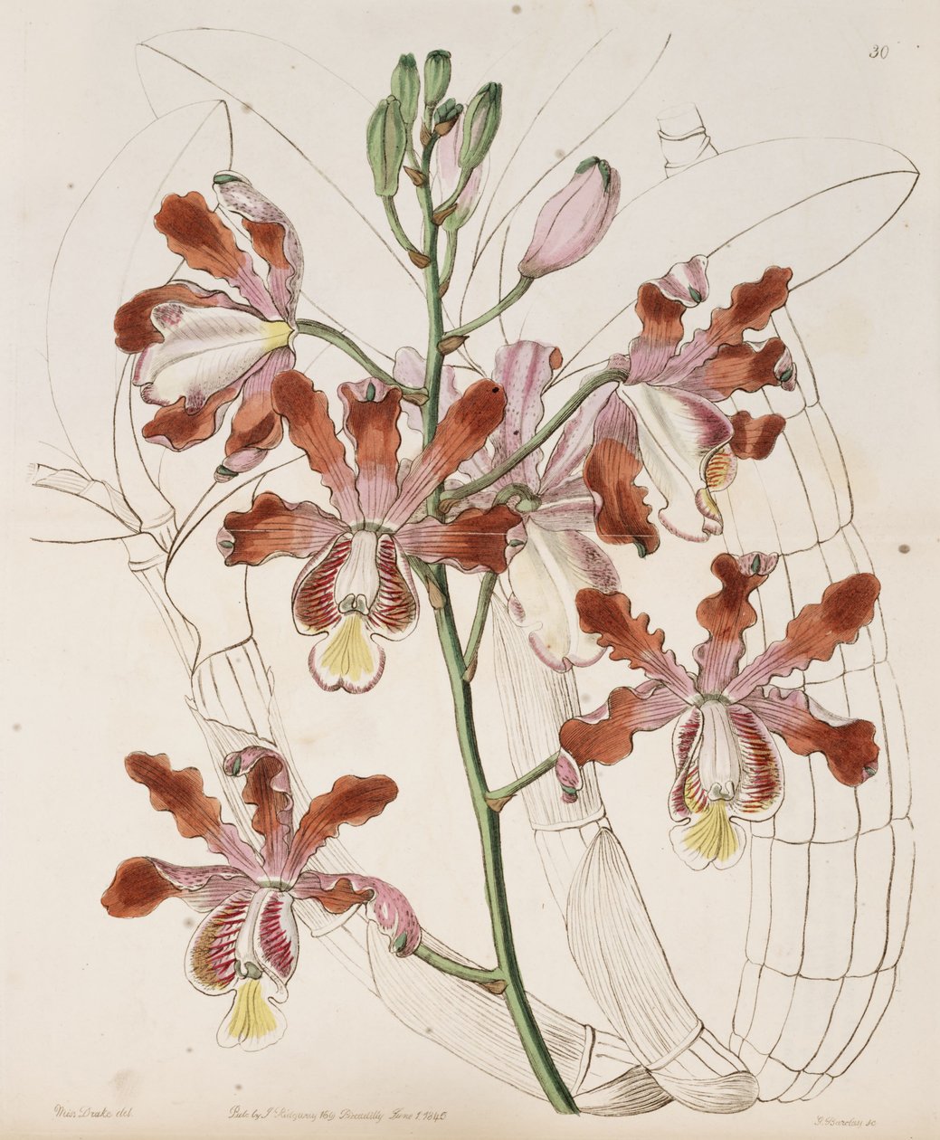Myrmecophila grandiflora (som syn. Schomburgkia flutis var. Grandiflora) av Miss Drake