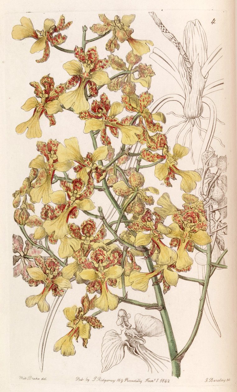 Oncidium cebolleta eller Trichocentrum cebolleta (som syn. Oncidium longifolium) av Miss Drake