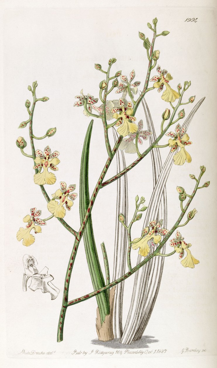 Oncidium gressløk eller Trichocentrum gressløk av Miss Drake