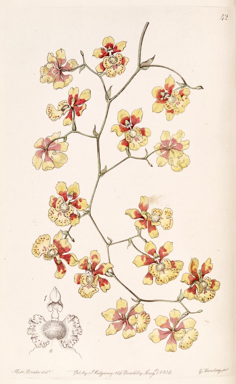 Oncidium divaricatum (som syn. Oncidium pulvinatum) av Miss Drake