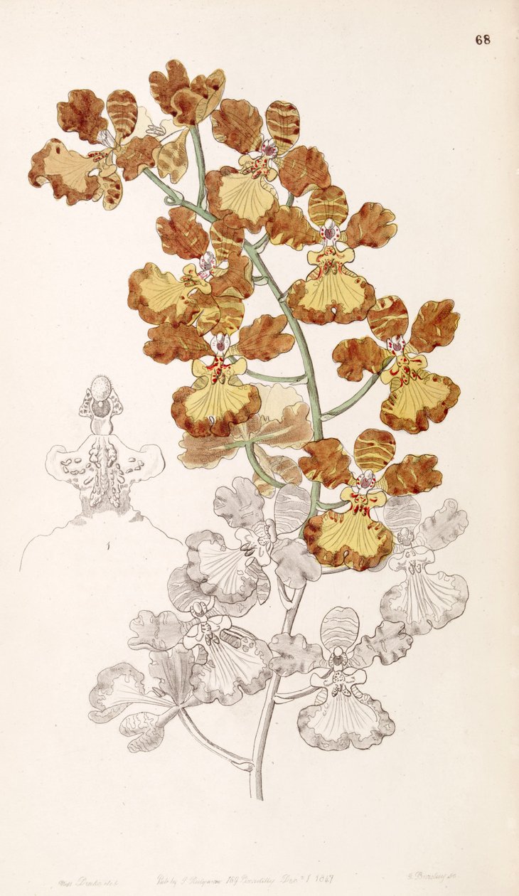Oncidium gardneri (som syn. Oncidium curtum) av Miss Drake