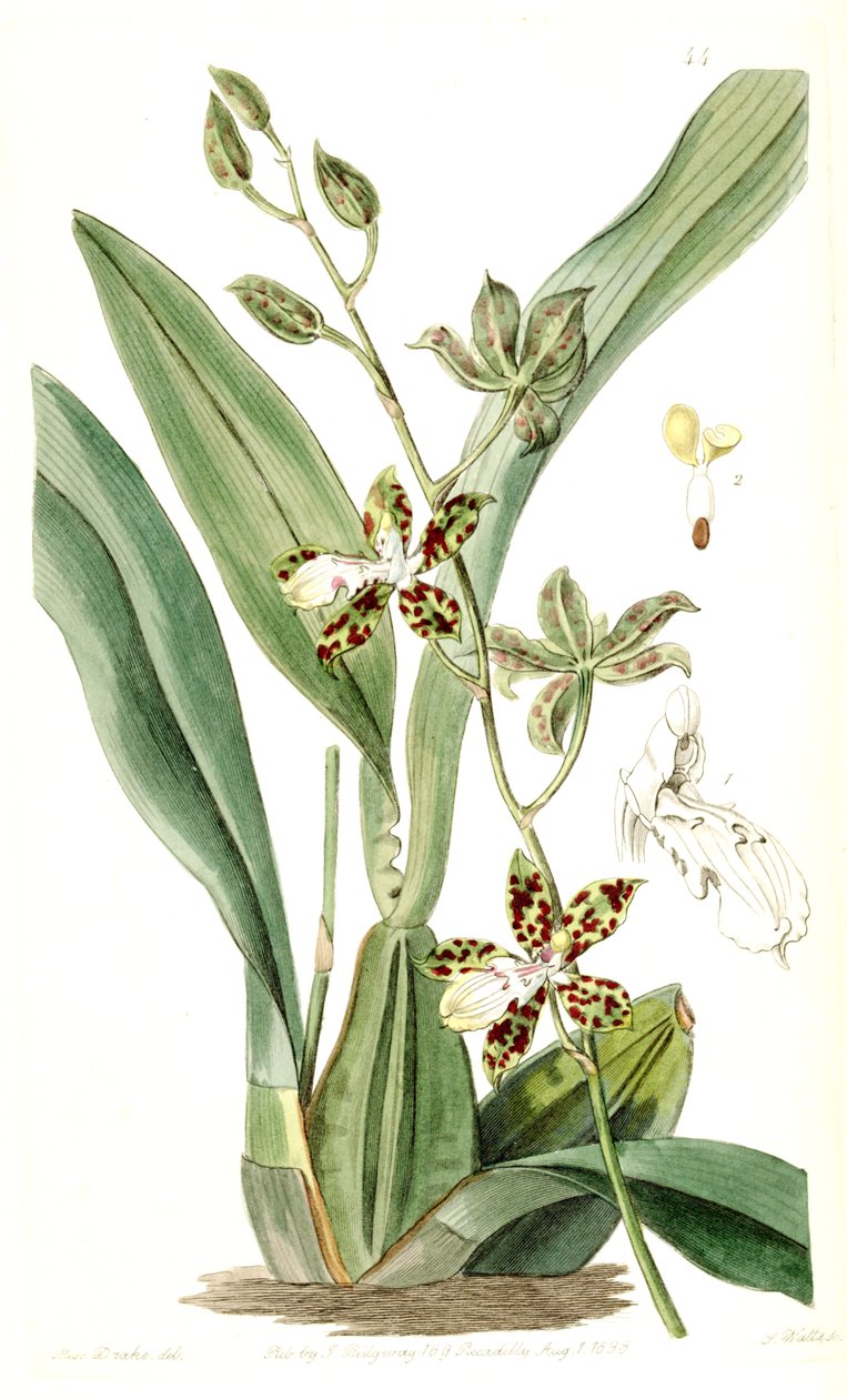 Oncidium maculatum (som syn. Cyrtochilum maculatum) av Miss Drake