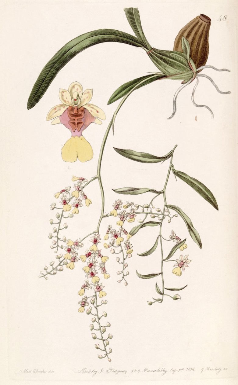 Oncidium raniferum av Miss Drake