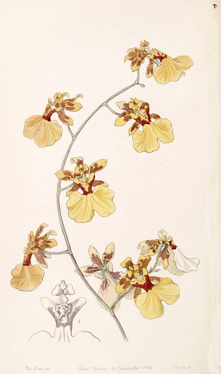 Oncidium reflexum (som syn. Oncidium pelicanum) av Miss Drake