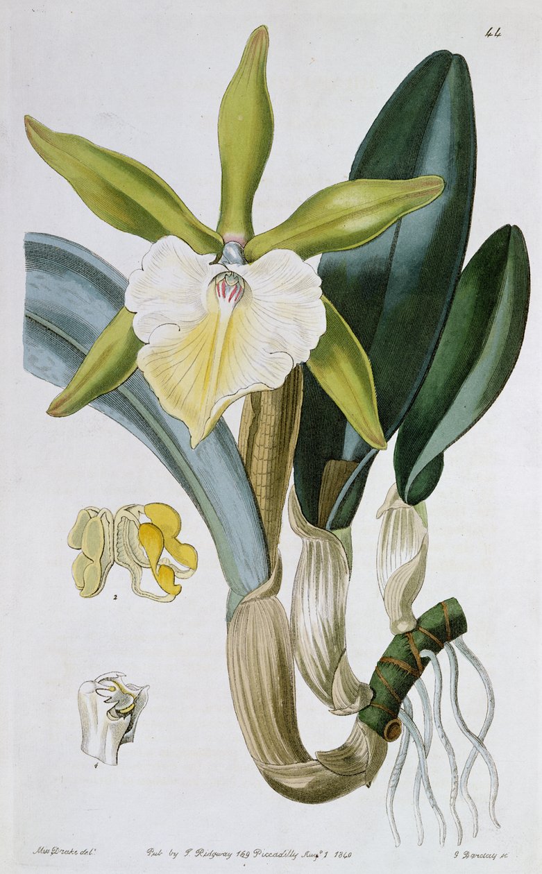 Orchid: Brassavola glauca, utgitt av I. Ridgway, 1846 av Miss Drake
