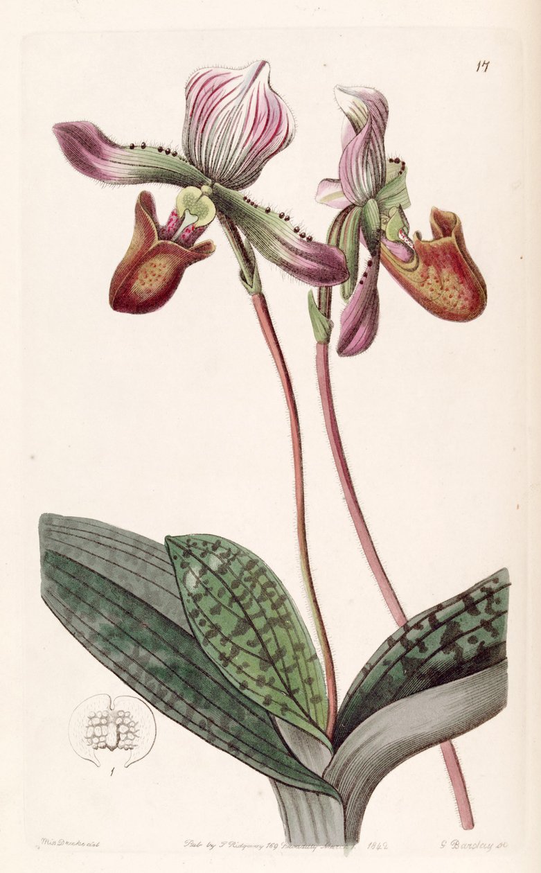 Paphiopedilum barbatum (som syn. Cypripedium barbatum) av Miss Drake