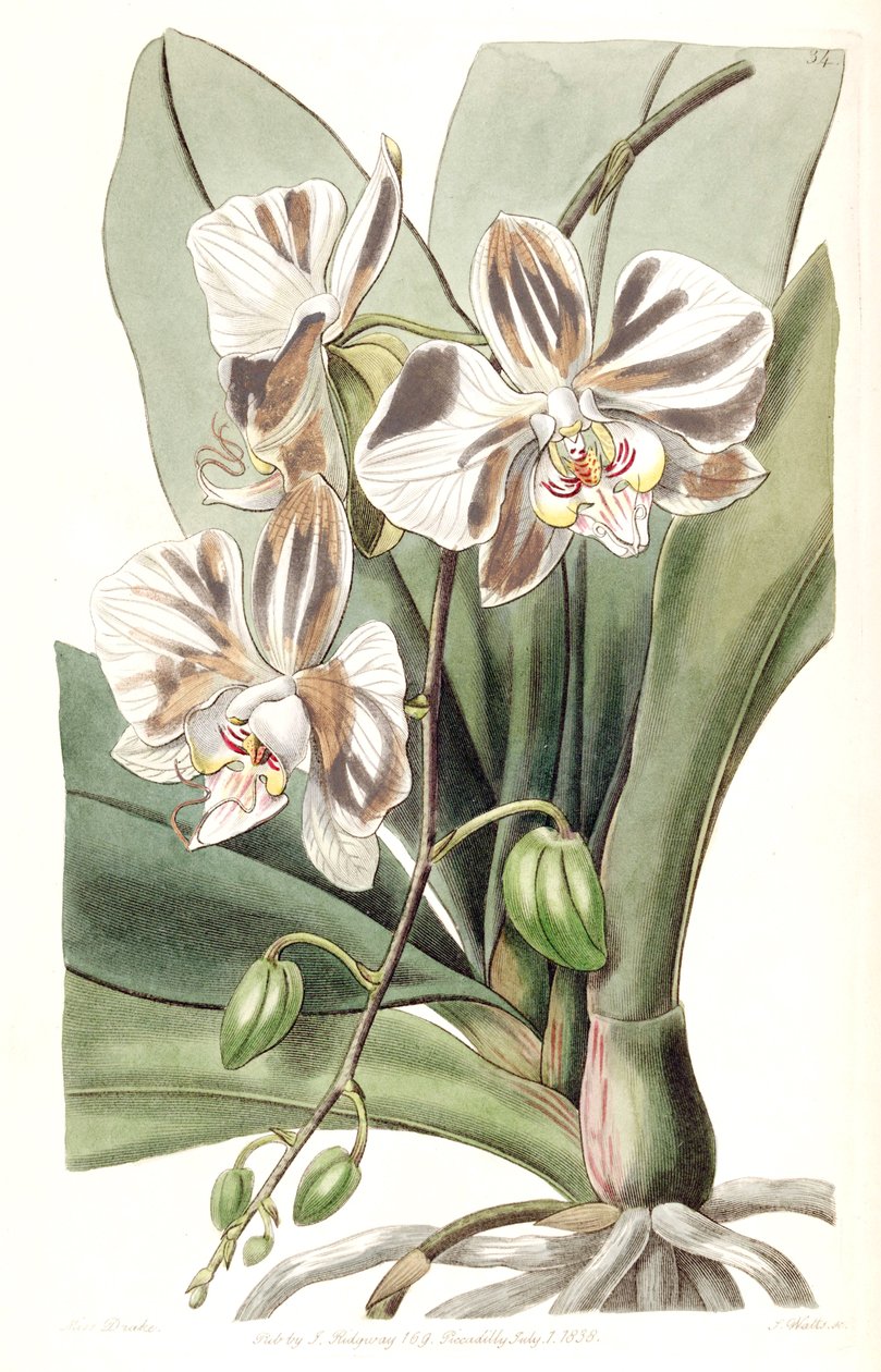 Phalaenopsis aphrodite subsp. afroditt (som syn. Phalaenopsis amabilis Lindl. (1838), nom. illeg. av Miss Drake