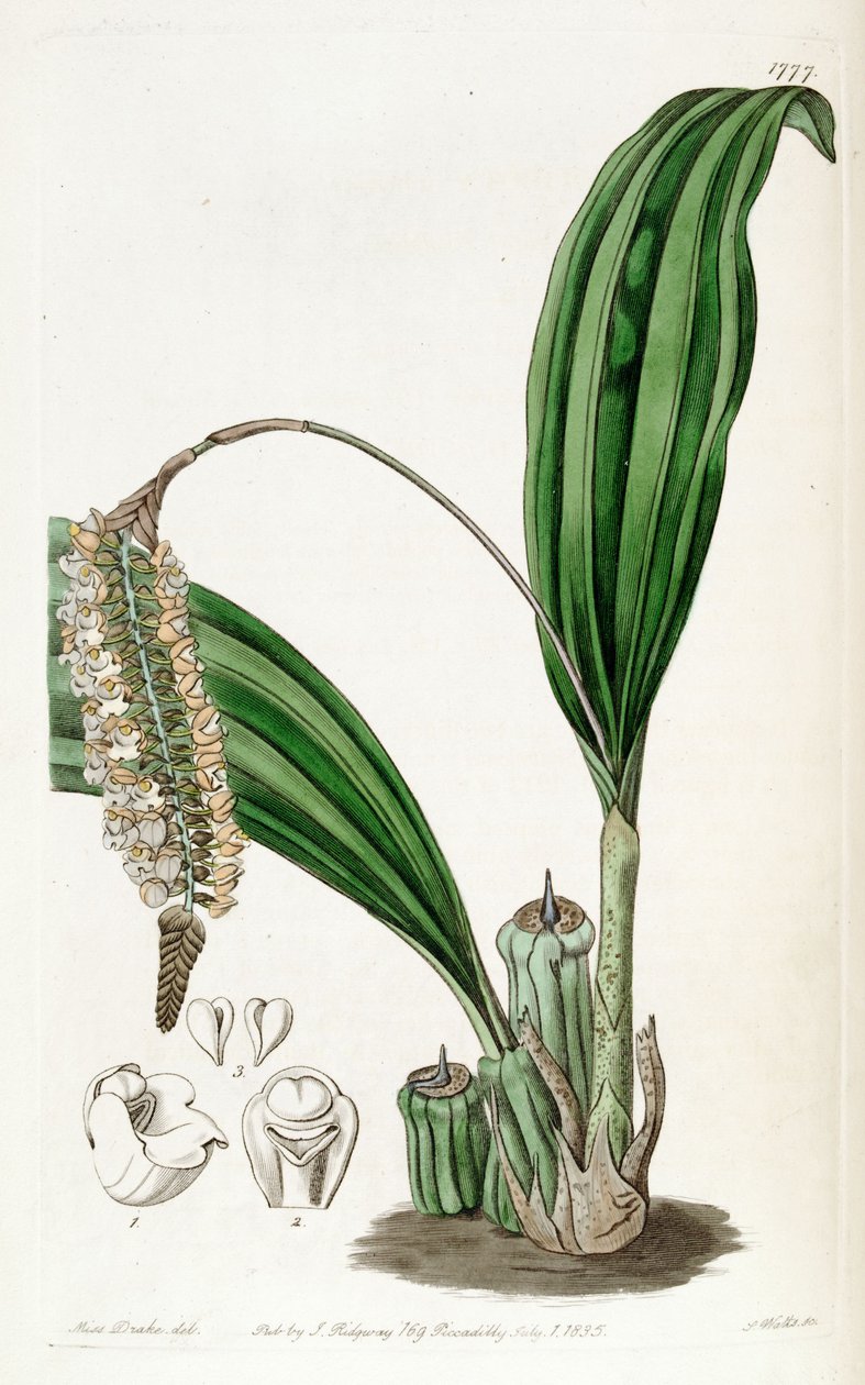 Pholidota imbricata av Miss Drake