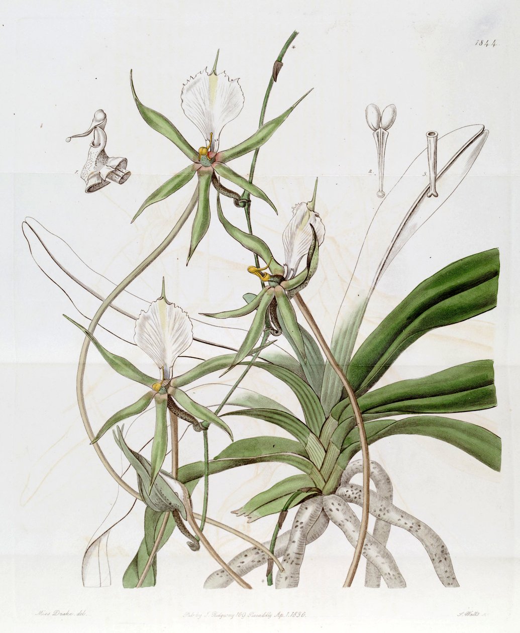 Plectrelminthus caudatus (som syn. Angraecum caudatum) av Miss Drake