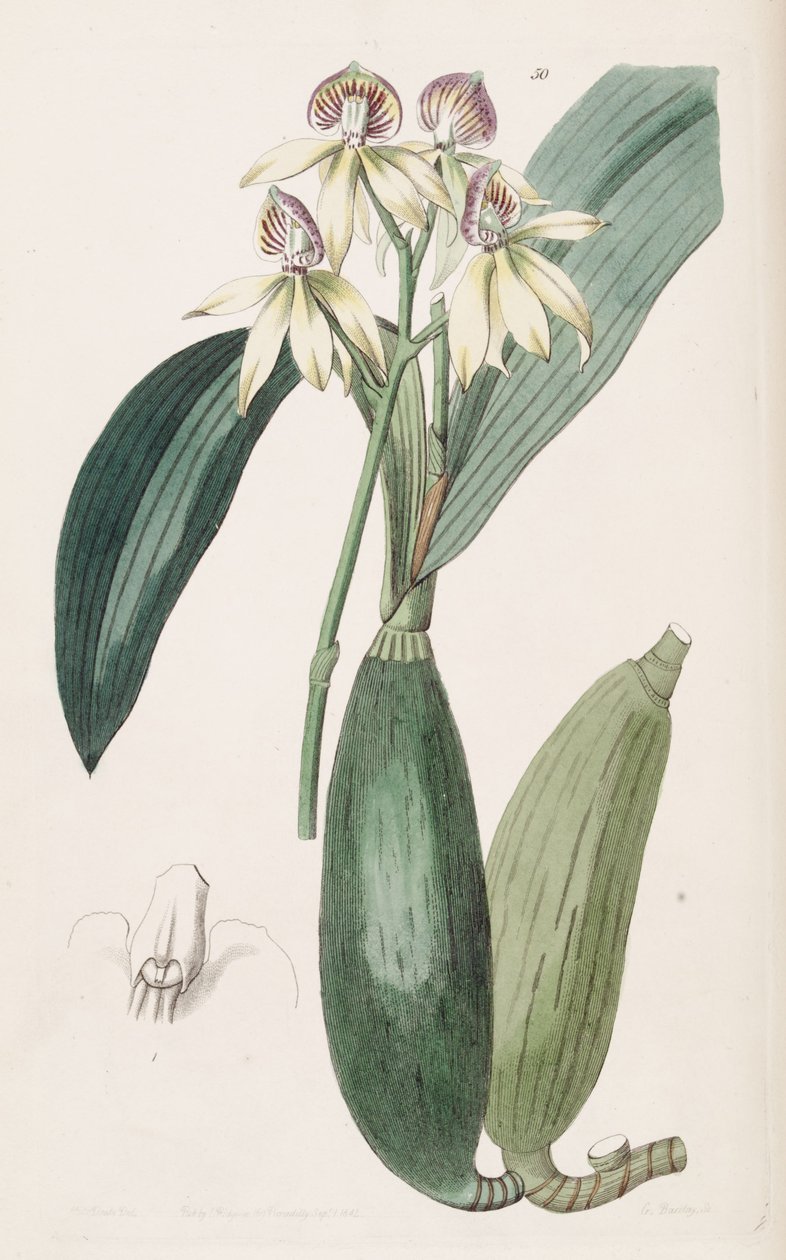 Prosthechea cochleata (som syn. Epidendrum lancifolium) av Miss Drake