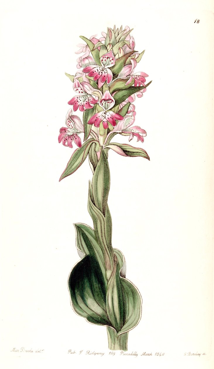 Satyrium erectum (som syn. Satyrium pustulatum) av Miss Drake