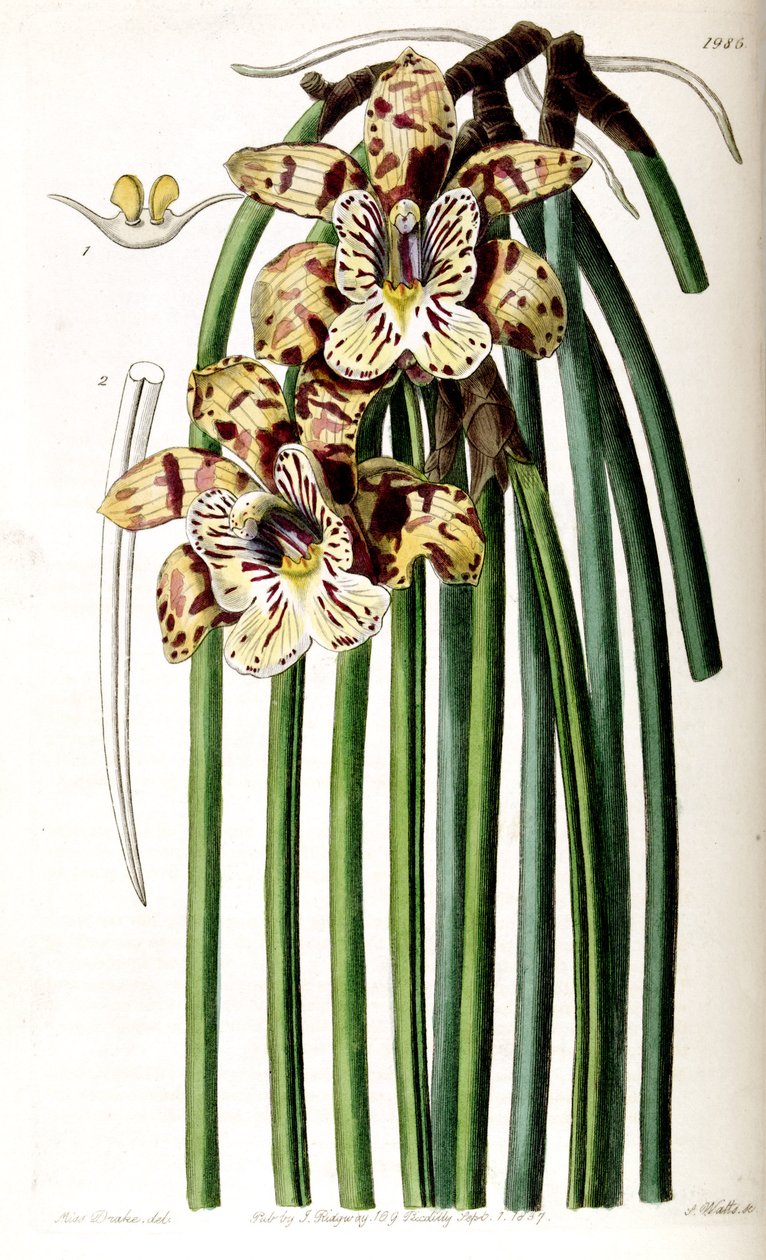 Scuticaria steelei (som syn. Maxillaria steelii) av Miss Drake