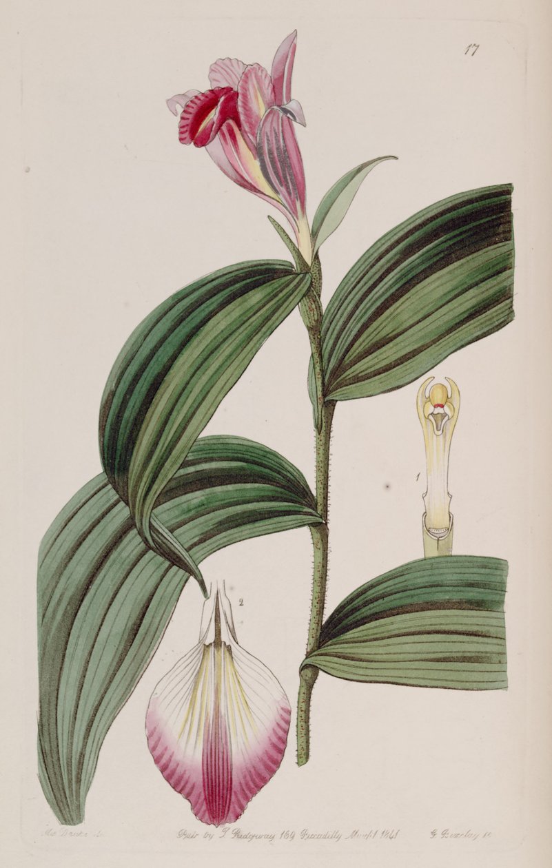 Sobralia pynter av Miss Drake