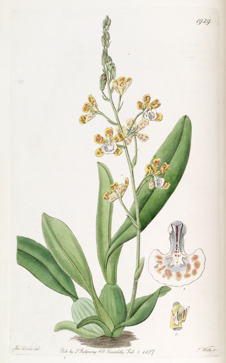 Solenidium lunatum (som syn. Oncidium lunatum) av Miss Drake