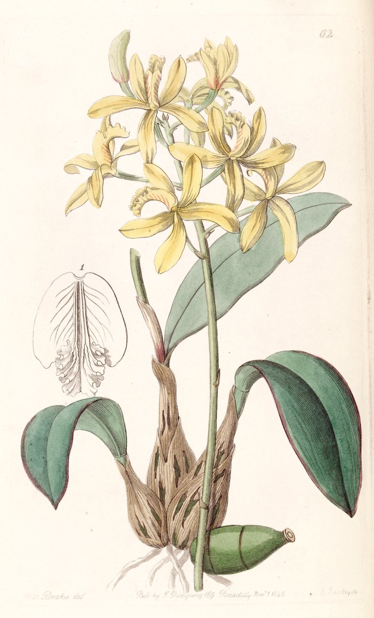 Sophronitis crispata (som syn. Laelia flava) av Miss Drake