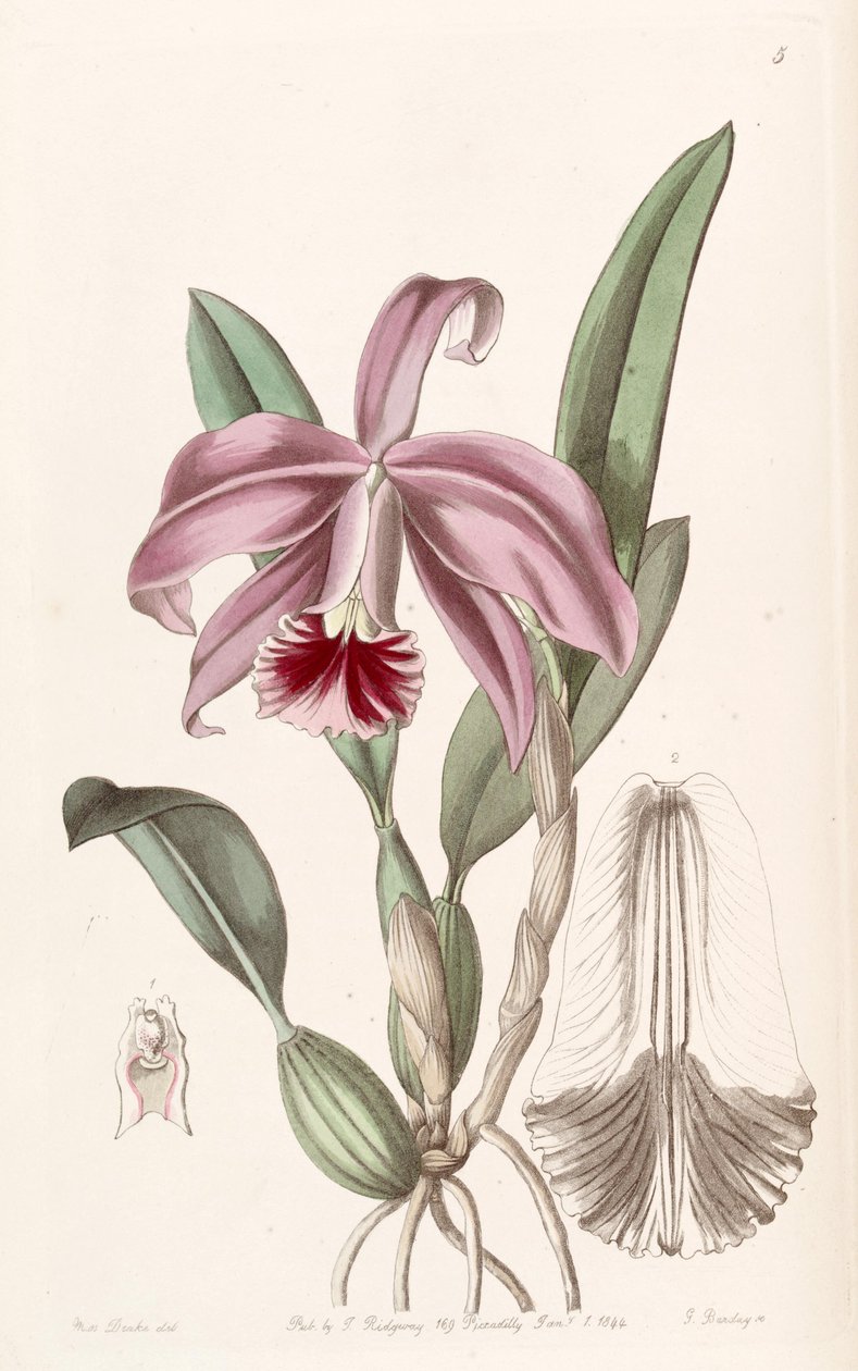 Sophronitis pumila (som syn. Cattleya pumila) av Miss Drake