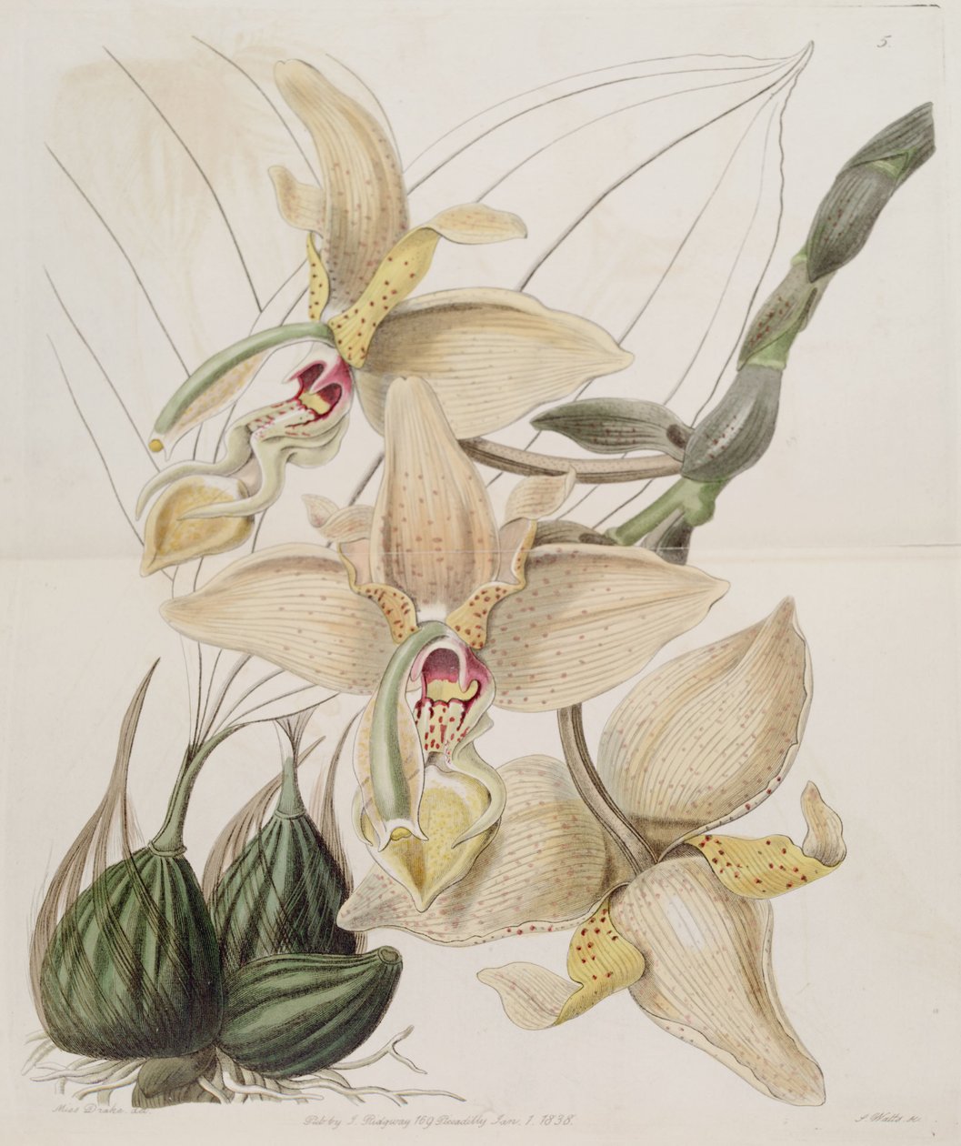 Stanhopea × quadricornis Lindl. (1838) (Stanhopea grandiflora × Stanhopea wardii) av Miss Drake