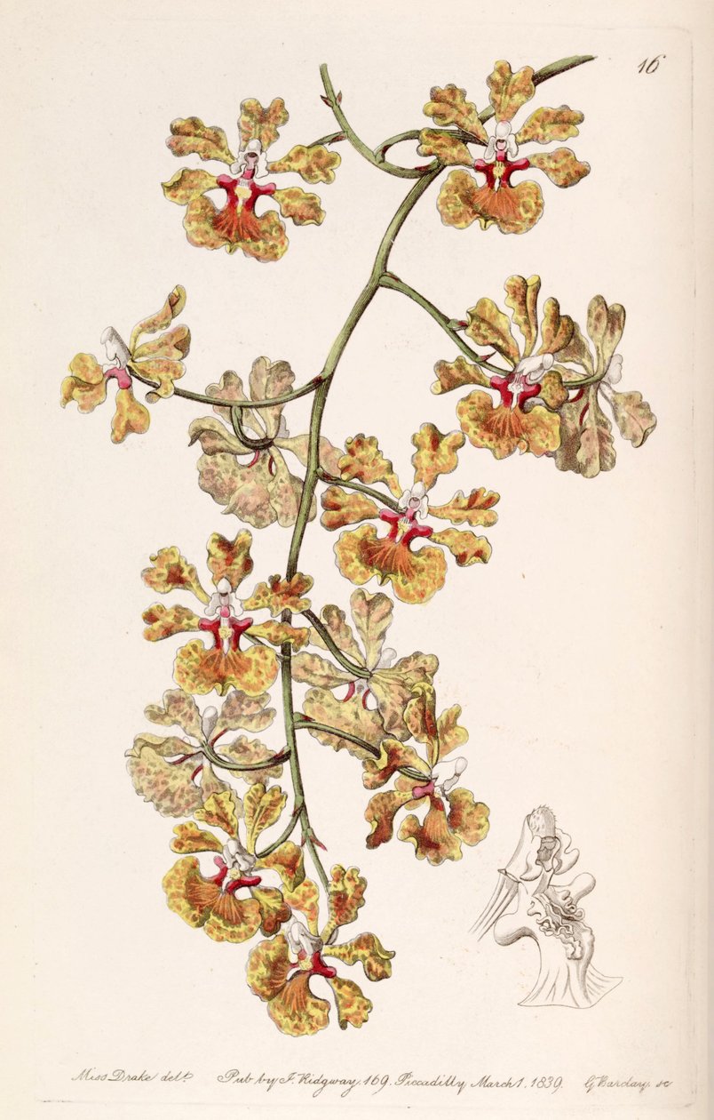 Tolumnia guttata (som syn. Oncidium luridum var. Guttatum) av Miss Drake