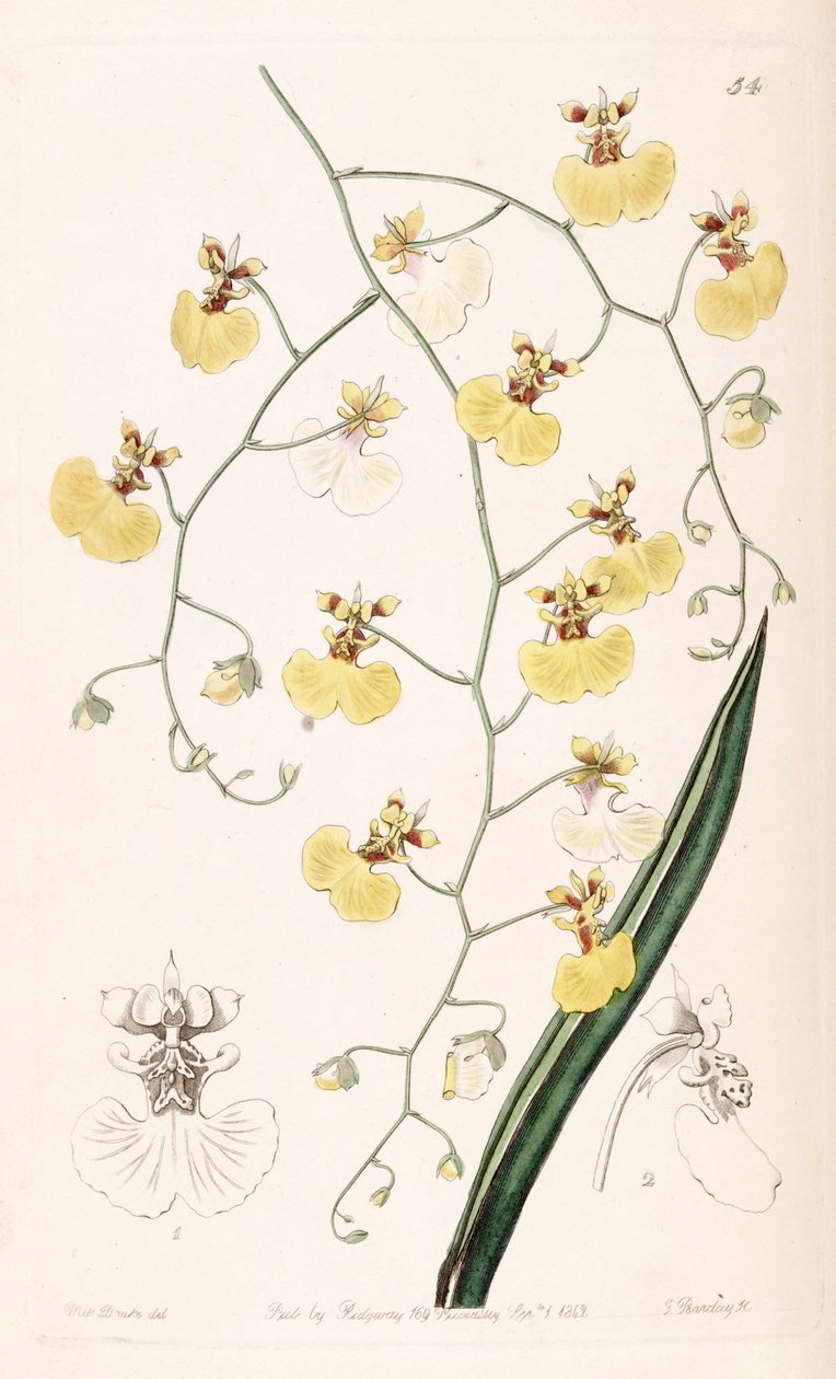 Tolumnia urophylla (som syn. Oncidium urophyllum) av Miss Drake