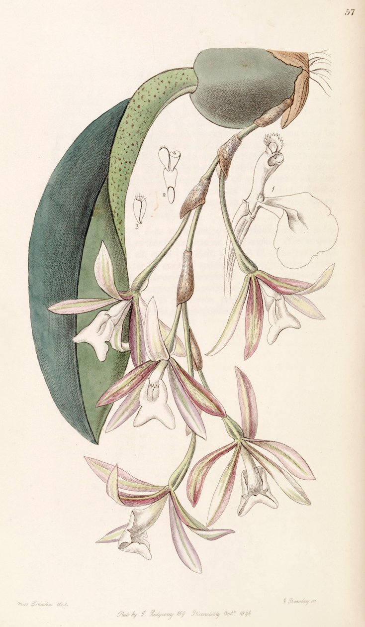 Trichopilia laxa (som syn. Pilumna laxa) av Miss Drake