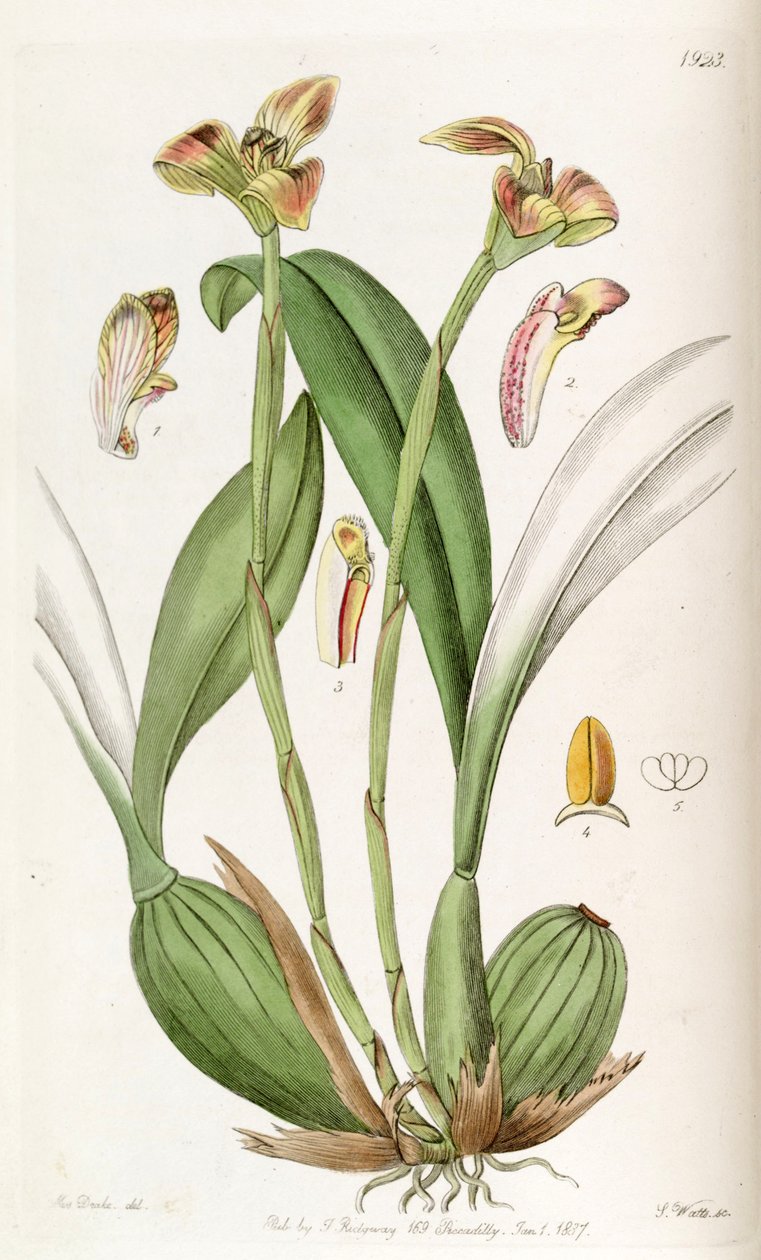 Trigonidium obtusum av Miss Drake