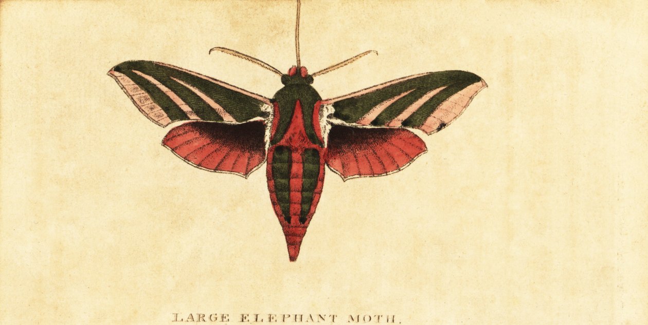 Elefanthaukmøll, Deilephila elpenor., 1800 (gravering) av Moses Harris