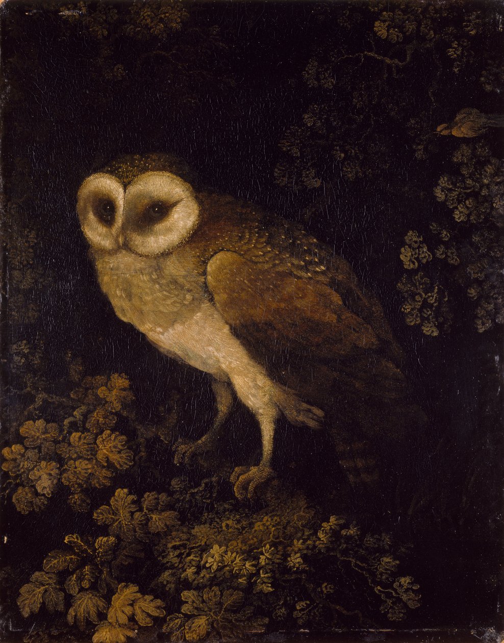 En ugle, 1780-90 av Moses Haughton