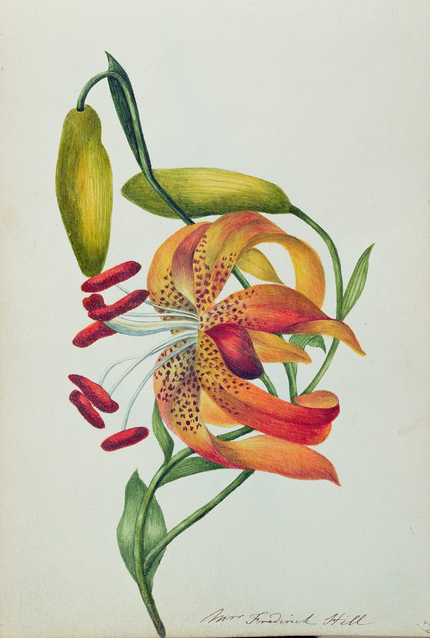 Tiger Lily (wc) av Mrs Frederick Hill