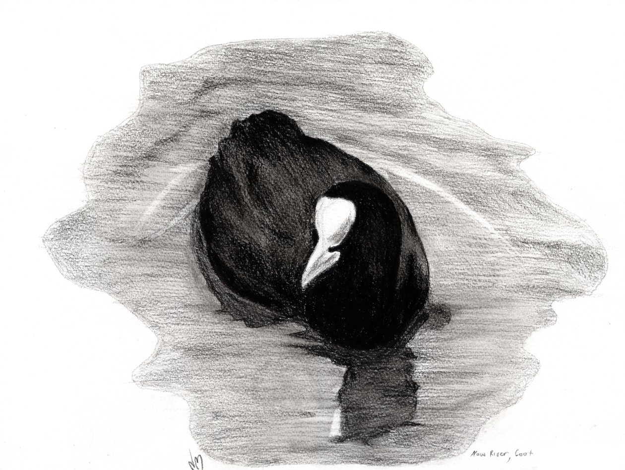 Coot of London, 2013 (kull på papir) av Nancy Moniz Charalambous
