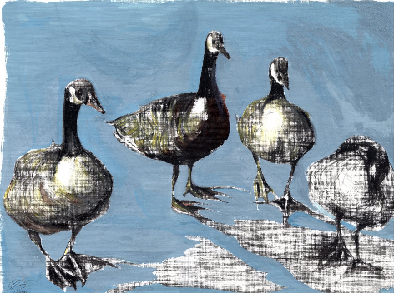 Friendly Canada Geese, 2012, (gouache og kull på papir) av Nancy Moniz Charalambous