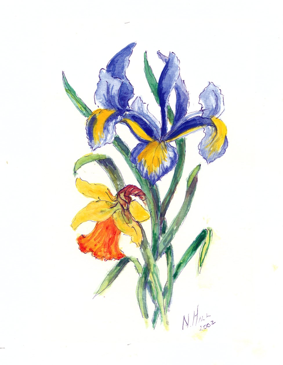 Blue Iris and Daffodil, 2002 (wc på papir) av Nell Hill