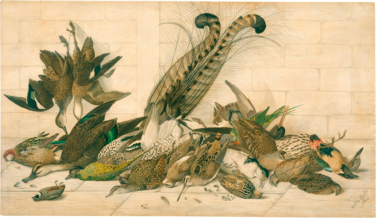uten tittel (australske gamebirds) av Neville Henry Cayley