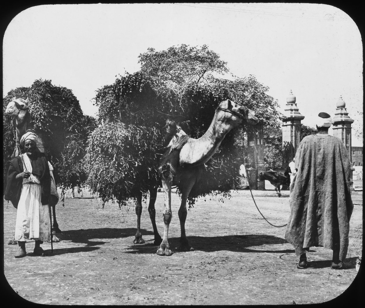 Kameler som bærer fôr, Egypt, c1890. av Newton and Co
