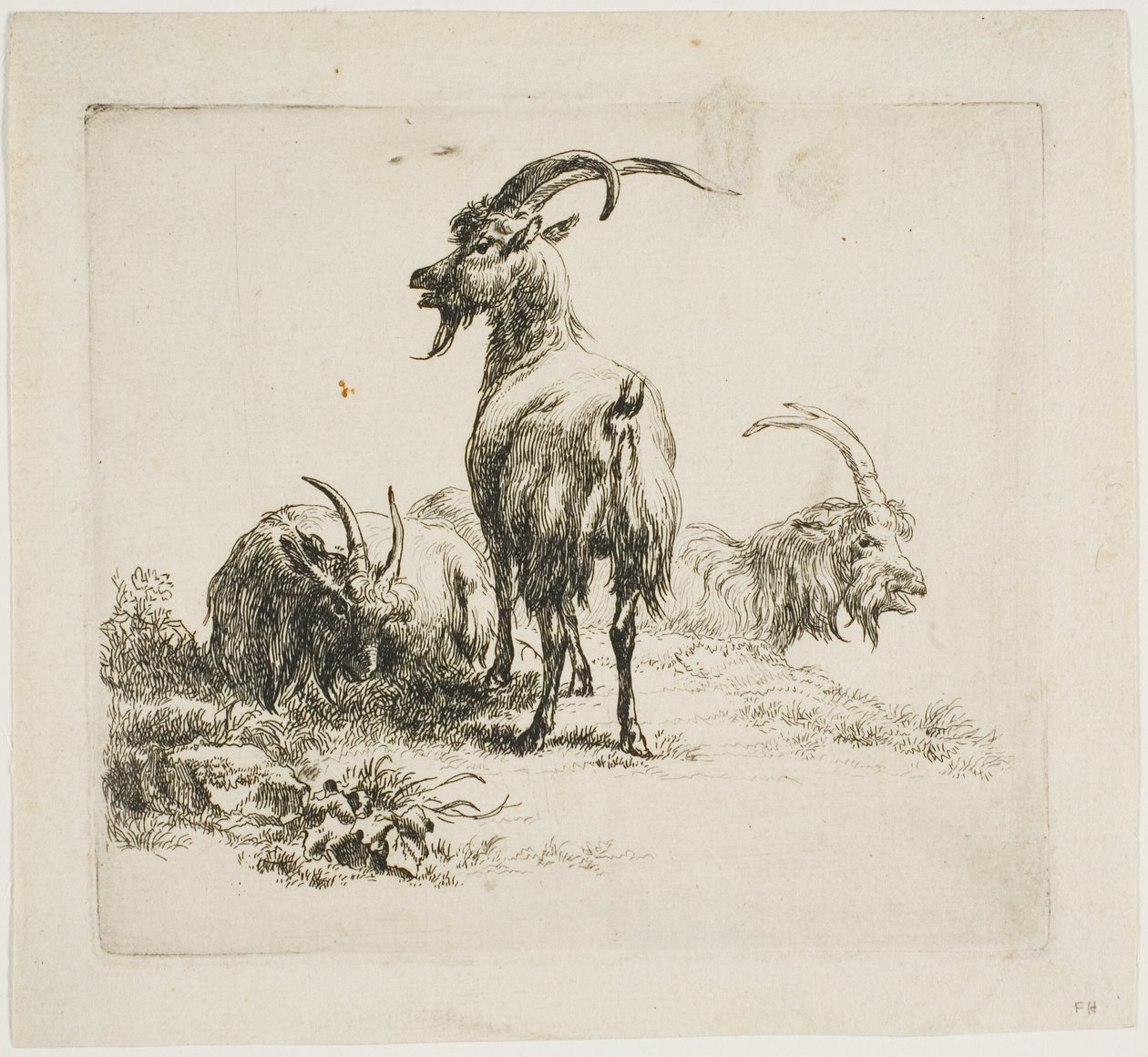 Geiter, fra forskjellige dyr av Nicolaes Berchem