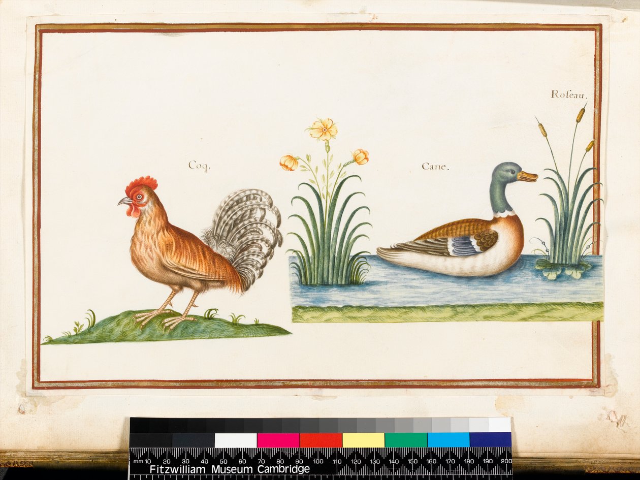 En hane og en stokkand (wc på vellum) av Nicolas Robert