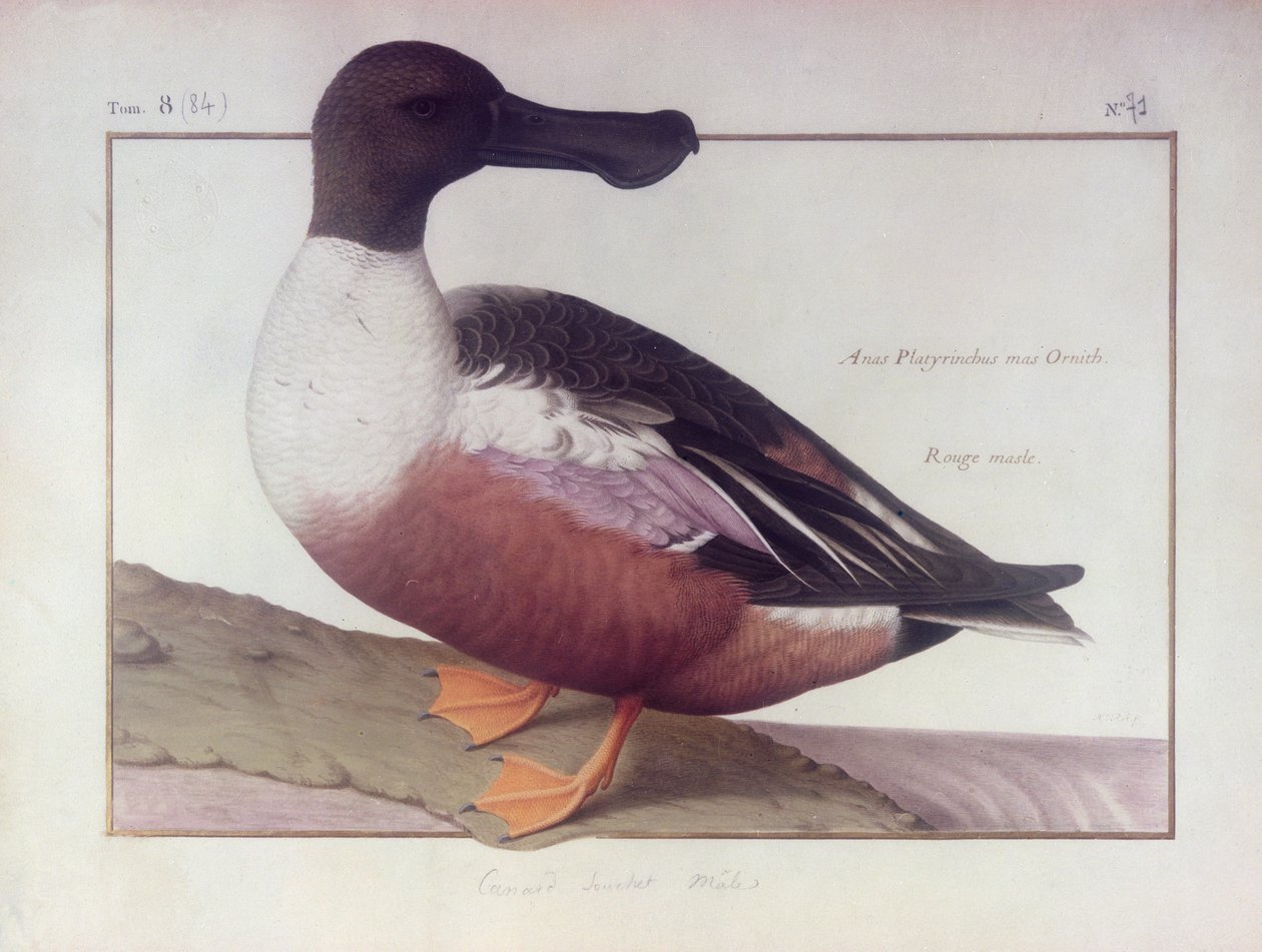 A Northern Shoveler (wc på vellum) av Nicolas Robert