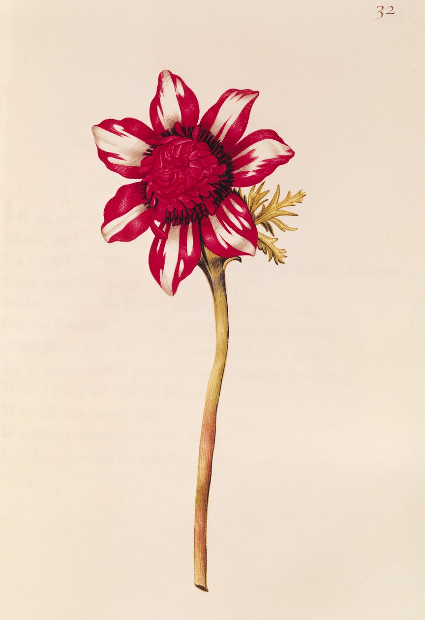 Anemone, fra 