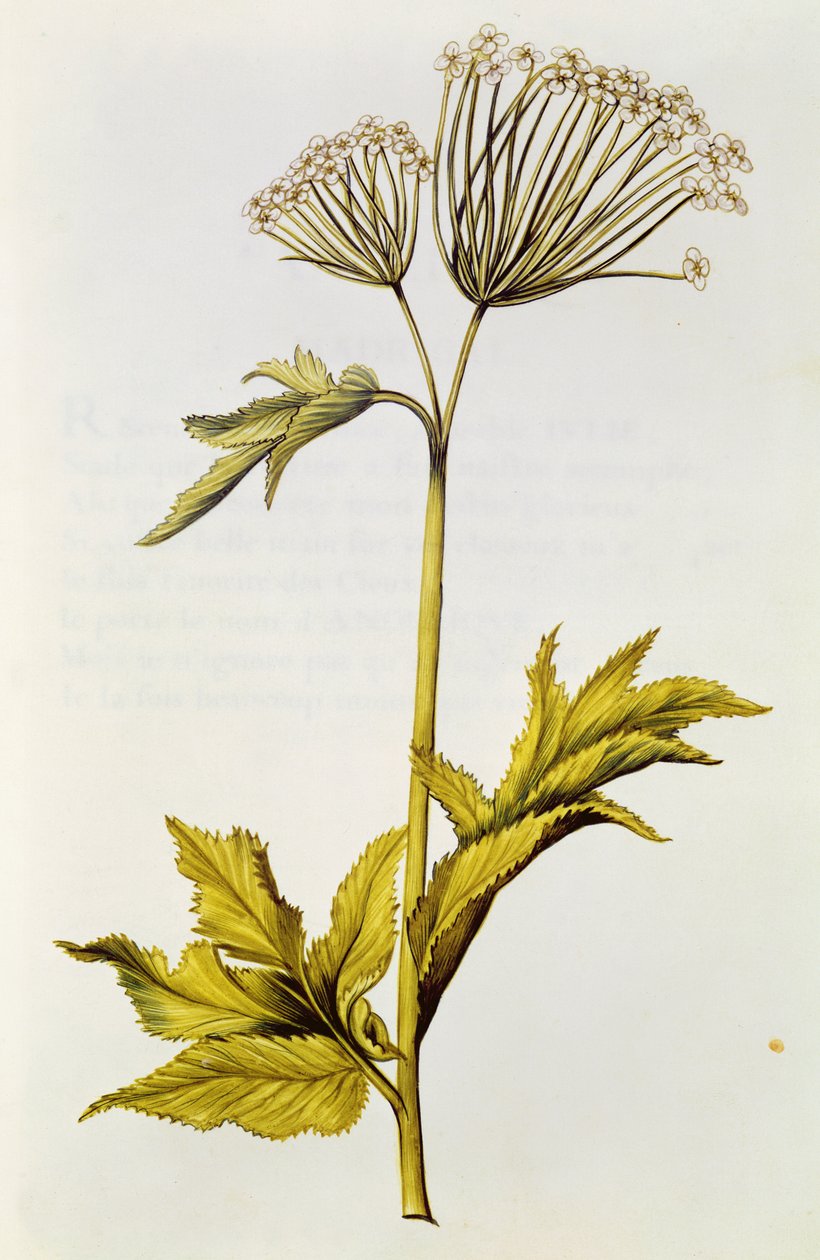 Angelica, fra 